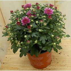 3 stuks! Mini bol chrysant roze