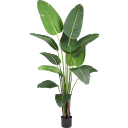 Kunstplant Strelitzia 210 cm