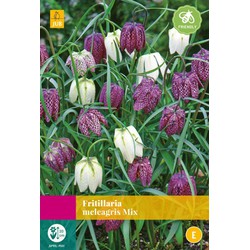 Fritillaria meleagris Mix