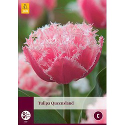 3 stuks - Tulipa Queensland 4 bollen