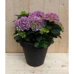 Hortensia roze in plastic pot zwart h26 cm dia. 28