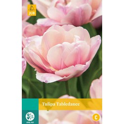 Tulipa Tabledance