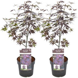 Acer palmatum 'Black Lace' - Set van 2 - Esdoorn - Pot 19cm - Hoogte 60-70cm