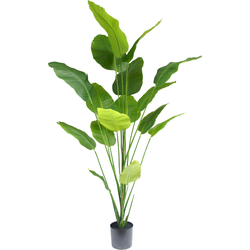 Hoyz Greenery - Kunstplant Strelitzia 210 cm