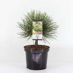 Pinus nigra nana