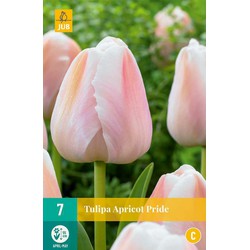 Tulipa apricot pride