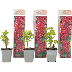 Aalbes - Set van 3 - Ribes rubrum - Hoogte 25-40cm - ⌀9cm