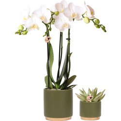 Planten set Gold Foot green | Set met witte Phalaenopsis Orchidee Ø9cm en groene plant Succulent Ø6cm | incl. keramieken sierpotten