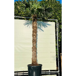 Chinese waaierpalm 230 cm stamhoogte Trachycarpus Fortunei 330 cm - Warentuin Natuurlijk