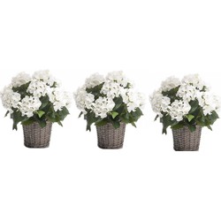 3x Witte Hortensia plant in mand 45 cm - Kunstplanten