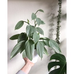 Philodendron Hastatum - 40cm 
