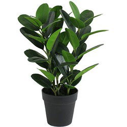 Garcinia bonsai 45 cm