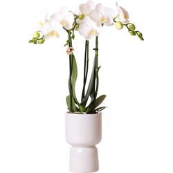 Kolibri Orchids | witte Phalaenopsis orchidee – Amabilis + Trophy sierpot grijs – potmaat Ø9cm – 45cm hoog | bloeiende kamerplant in bloempot - vers van de kweker