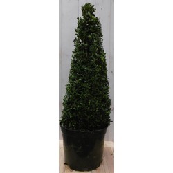 Buxus Piramide 90 cm