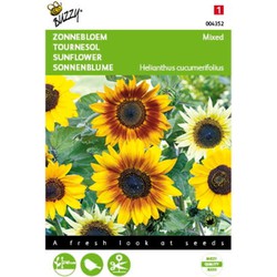 2 stuks - Saatgut Helianthus Sonnenblume gemischt - Buzzy