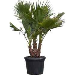 Mexicaanse waaierpalm meerstammig Washingtonia robusta 130 cm - Warentuin Natuurlijk