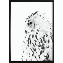 Owl Poster (70x100cm)