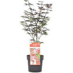 Acer palmatum 'Starfish' - Japanse Esdoorn - Pot 19cm - Hoogte 60-70cm
