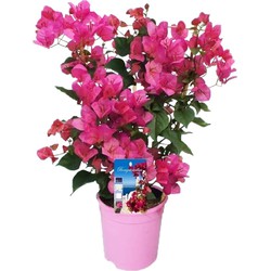 Bougainvillea op rek - Roze bloemen - Klimplant - Pot 17cm - Hoogte 50-60cm