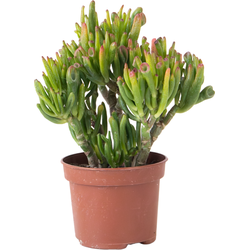 Jadeplant - Crassula ovata 'Hobbit' - Hoogte 10-20cm - ⌀12cm