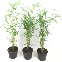 Fargesia papyrifera Blue Dragon - Bamboe - Set van 3 - Pot 13cm - Hoogte 30-40cm