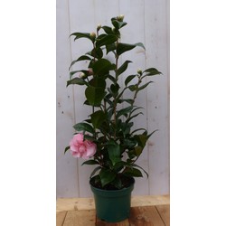 Camelia roze 80 cm