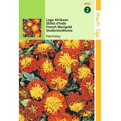 2 stuks - Tagetes patula nana Petite Harmony