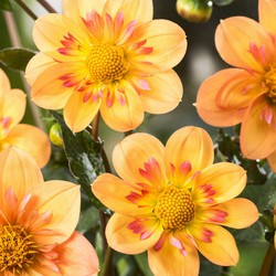 Dahlia 'Kelsey Annie Joy' - Set van 3 - Dahliaknollen - Zomerbloeiers - Geel