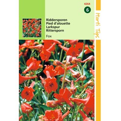 2 stuks - Delphinium Nudicaule Fox Oranje Rood