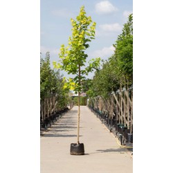 Geeldbladige Noorse esdoorn Acer pl. Princeton Gold h 250 cm st. omtrek 8 cm