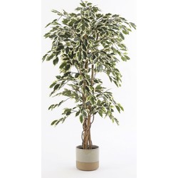 Ficus Kunstplant - H150 x Ø75 cm - Groen Bont | NeverLeafs