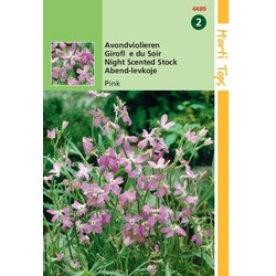 5 stuks - HT Matthiola, Avondviolier roze - Hortitops