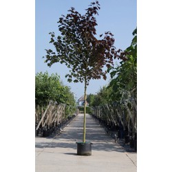 Roodbladige Noorse esdoorn Acer pl. Royal Red h 450 cm st. omtrek 16 cm