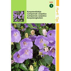 5 stuks - Campanula Carpatica blauw