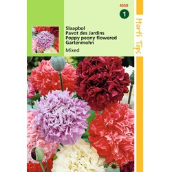 2 stuks - Papaver Somniferum Paeoniflorum Gemengd - Hortitops