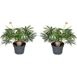 Jatropha Multifida - 2x Exotische bloeiende kamerplant - ⌀17cm - Hoogte 40-50cm