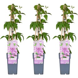 Hello Plants Clematis Hagley Hybrid Bosrank - Klimplant - 3 Stuks - Ø 15 cm - Hoogte: 65 cm