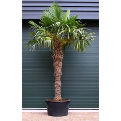 Chinese waaierpalm Trachycarpus Fortunei h 280 cm st. h 190 cm - Warentuin Natuurlijk