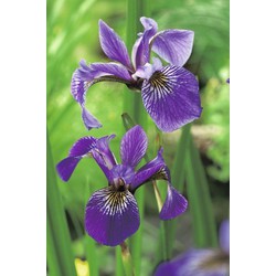 Amerikaanse iris Iris versicolor P9 - Moerings