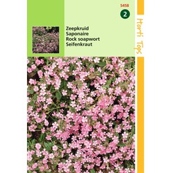 2 stuks - Saponaria Ocymoides Zeepkruid Rose - Hortitops