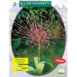 2 stuks - Allium Schuberti per 3