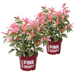 Floraya - Photinia serratifolia 'Pink Crispy' per 2 stuks - Hoogte 40-45 cm