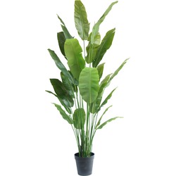 Kunstplant Strelitzia Nicolai Supreme 240 cm