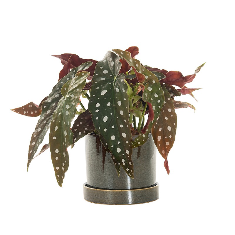 Stippenplant (Begonia Maculata) incl. 'Deep Forest' pot - 