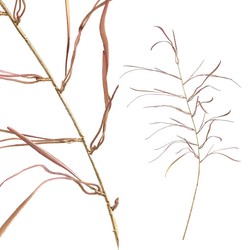 PTMD Leaves Plant Kunsttak - 62 x 40 x 117 cm - Rose/goud