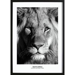 Proud Lion Poster (70x100cm)