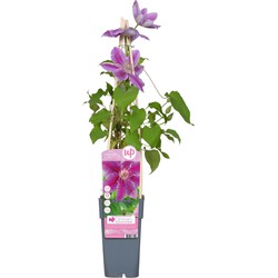 Hello Plants Clematis Dr. Ruppel Bosrank - Klimplant - Ø 15 cm - Hoogte: 65 cm