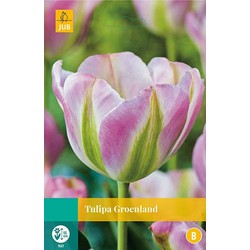 5 stuks - Tulipa Groenland 5 bollen