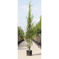 Zuil haagbeuk laagstam Carpinus betulus Fastigiata h 450 cm st. h 30 cm