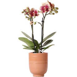 Kolibri Orchids | Geel rode Phalaenopsis orchidee - Spain + Glazed sierpot cognac - potmaat Ø9cm - 40 cm hoog | bloeiende kamerplant - vers van de kweker